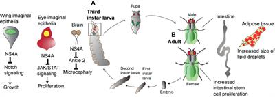 Flavivirus Infection and Regulation of Host Immune and Tissue Homeostasis in Insects